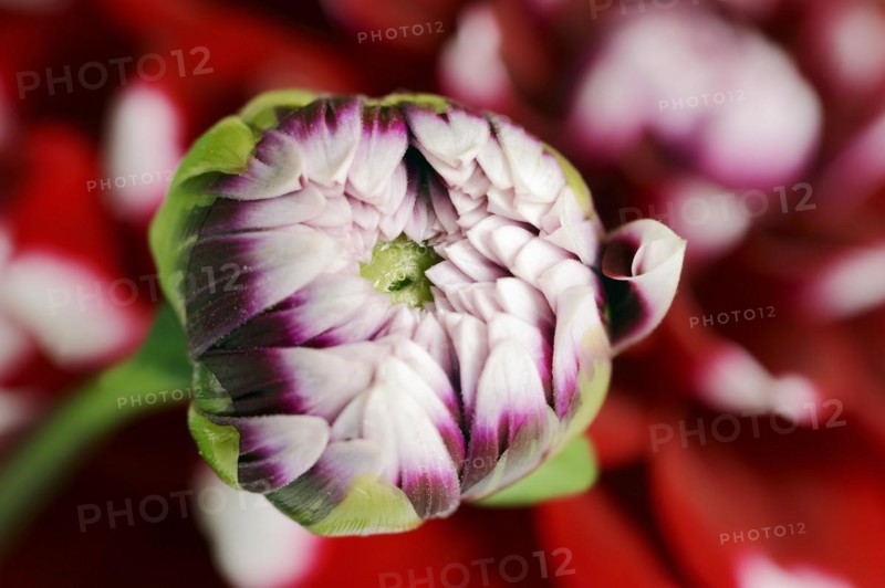 Dahlia 'Checkers' (Dahlia Hybride), flower bud, ornamental plant, North Rhine-Westphalia, Germany, Europe