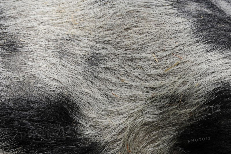 Goettingen minipig (Sus scrofa f. domestica), fur detail, North Rhine-Westphalia, Germany, Europe