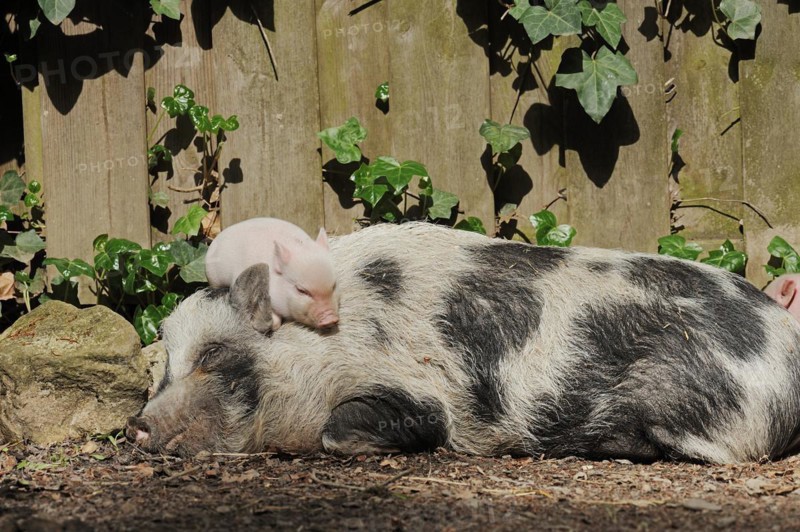 Goettingen minipig (Sus scrofa f. domestica), sow and piglet, North Rhine-Westphalia, Germany, Europe