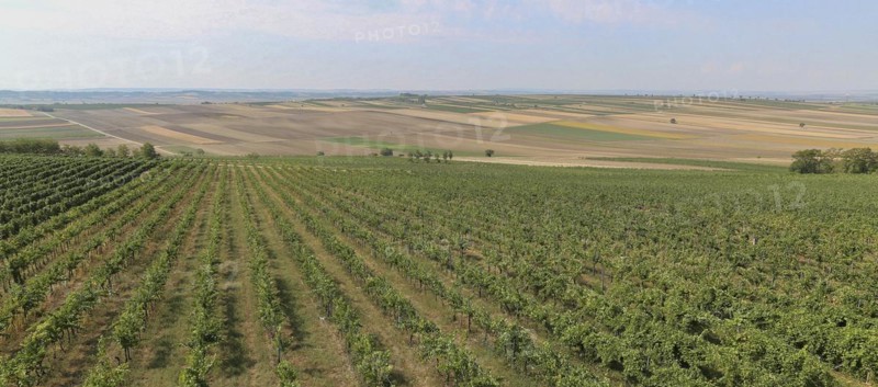 Vines, vineyard, idyllic landscape, Weinviertel