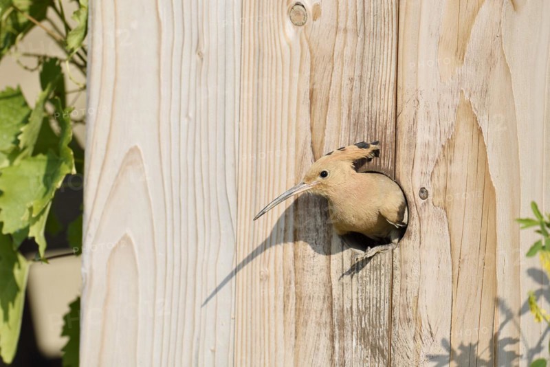 Hoopoe (Upupa epops) at a nesting box, Kaiserstuhl, Baden-Wuerttemberg, Germany, Europe