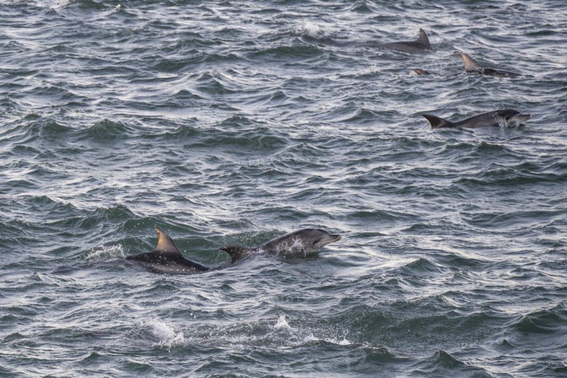 Dolphins, Bottlenose dolphins, Bay, Port Elizabeth, South Africa, Africa