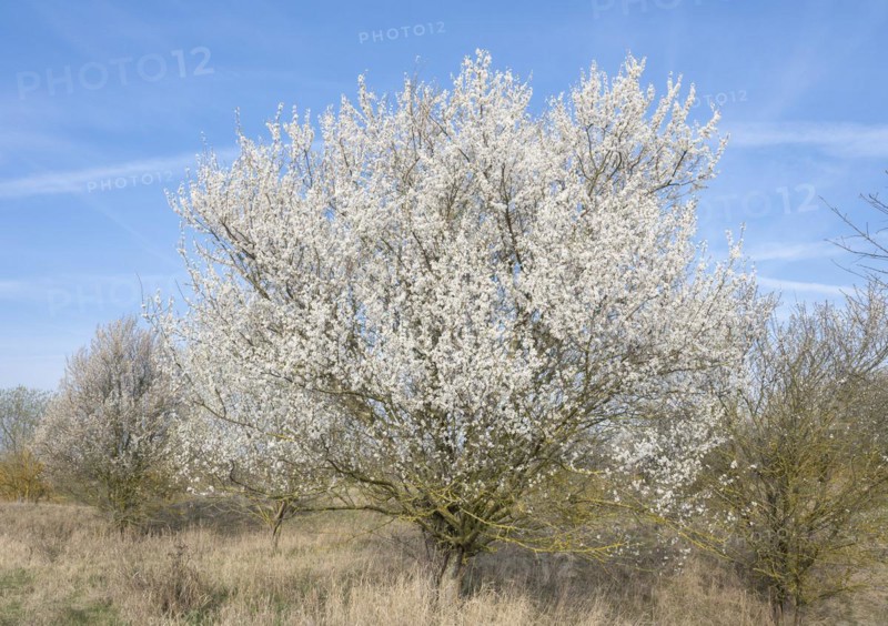 Blackthorn (Prunus spinosa) white flowering, Thuringia, Germany, Europe