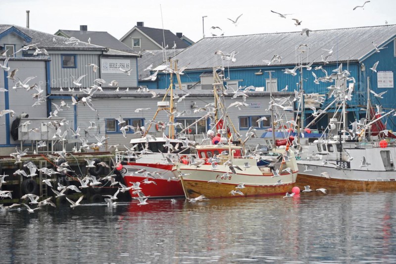 Flying seagulls in the fishing harbour of Batsfjord, Lofoten, Norway, Europe