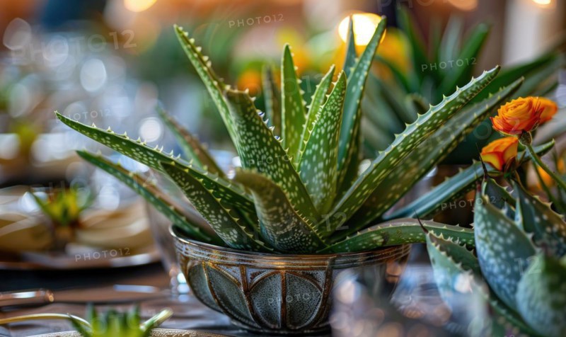 Aloe vera leaves in a pot, closeup view AI generated