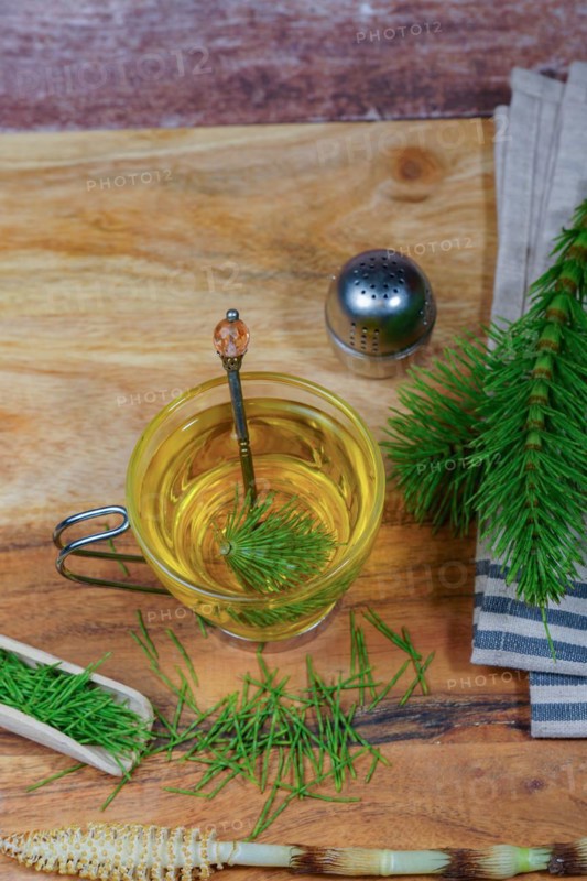 Infusion of horsetail Equisetum arvense, medicinal plant for health care with fresh branches just picked from the field