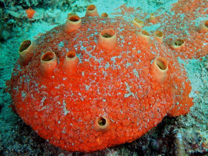 Red drilling sponge (Cliothosa delitrix), dive site Nursery, Pompano Beach, Florida, USA, North America