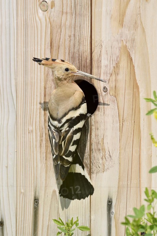 Hoopoe (Upupa epops) at a nesting box, Kaiserstuhl, Baden-Wuerttemberg, Germany, Europe