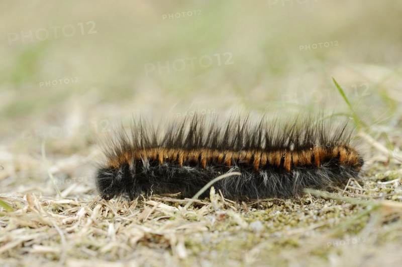 Fox moth (Macrothylacia rubi), caterpillar, North Rhine-Westphalia, Germany, Europe