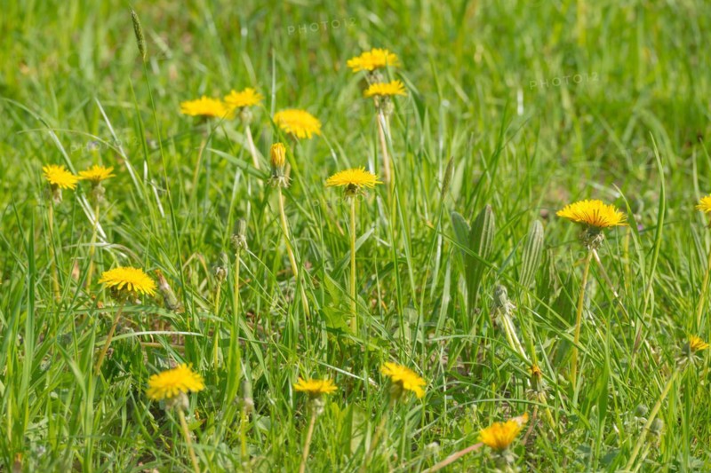 Many yellow flowers of dandelion, dandelion, buttercup, common dandelion (Taraxacum ruderalia) shine on a sunny day on a green meadow in the grass, spring, spring, summer on a green meadow, Allertal, Lower Saxony, Germany, Europe