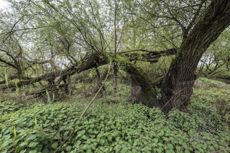 Old willows (Salix alba) in the quarry forest, Emsland, Lower Saxony, Germany, Europe