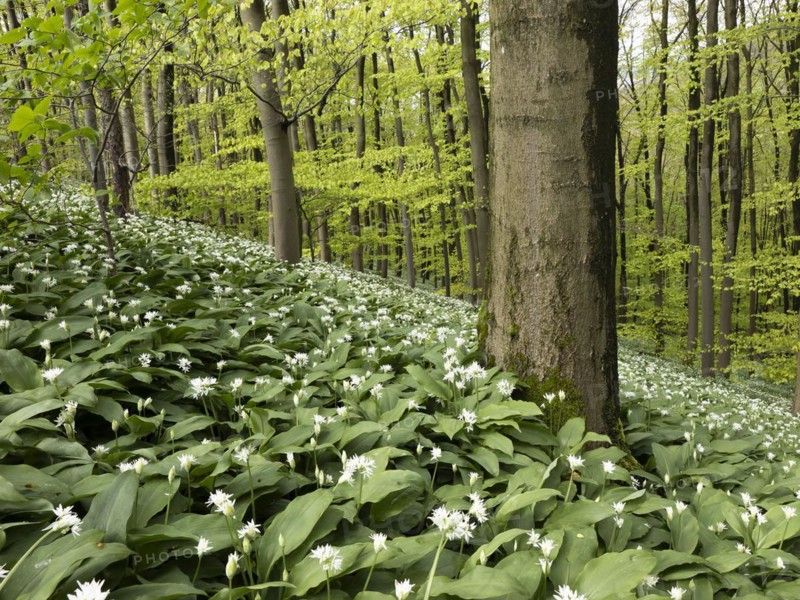 Ramson (Allium ursinum) in spring in the beech forest, Teutoburg Forest, North Rhine-Westphalia, Germany, Europe