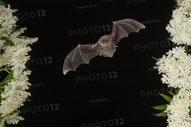 Common bent-wing bat (Miniopterus schreibersii) flying past a flowering elder (Sambucus), Pleven, Bulgaria, Europe