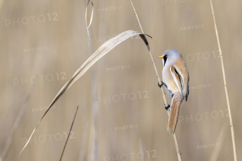 Bearded reedling (Panurus biarmicus), male, sitting in the reeds, Lake Neusiedl-Seewinkel National Park, Burgenland, Austria, Europe