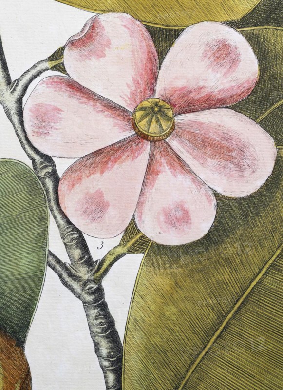 Flower, balsam tree (Commiphora opobalsamum, Amyris opobalsamum) hand-coloured copperplate engraving by Mark Catesby, Natural History of Carolina, Florida and the Bahama Islands, 1754