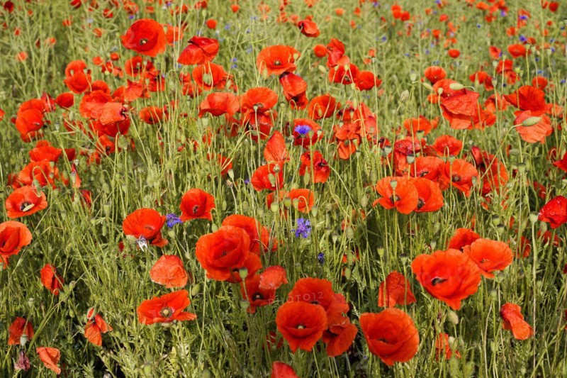 Poppy flowers (Papaver rhoeas), Baden-Wuerttemberg, A field full of blooming poppies forms a lush sea of red, poppy flowers (Papaver rhoeas), Baden-Wuerttemberg, Germany, Europe