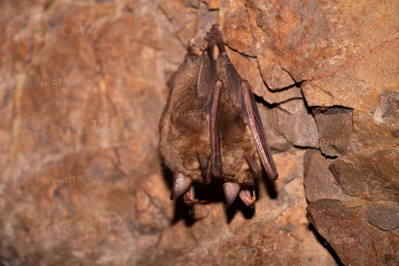 Greater mouse-eared bat (Myotis myotis), hibernating in a cave, North Rhine-Westphalia, Germany, Europe