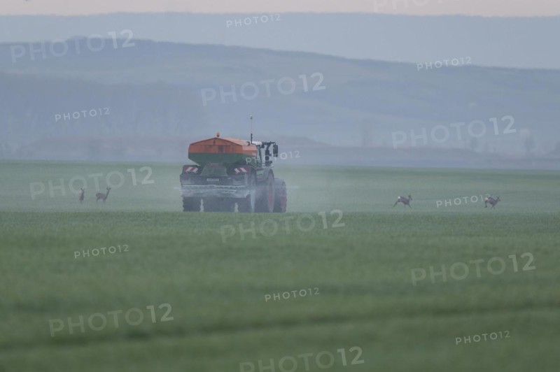 Tractor with fertiliser spreader and european roe deers (Capreolus capreolus) in a grain field, Thuringia, Germany, Europe
