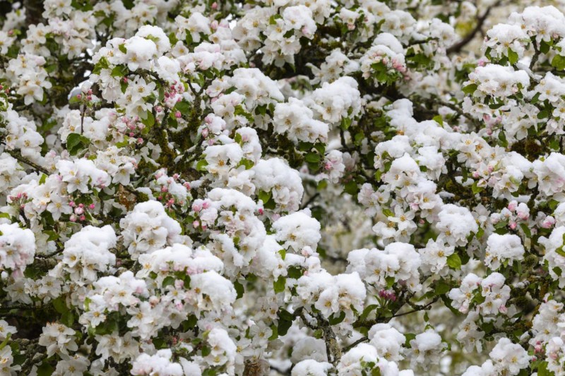 Apple blossom with snow, apple tree (Malus), pome fruit tree (Pyrinae), meadow orchard, spring, Goeggingen, Krauchenwies, Upper Danube nature park Park, Baden-Wuerttemberg, Germany, Europe