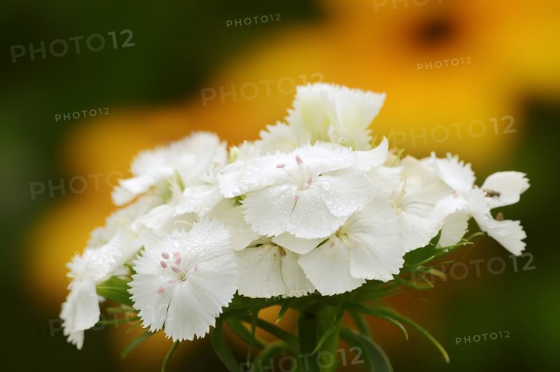 Bearded carnation or garden sweet william (Dianthus barbatus), flowers, ornamental plant, North Rhine-Westphalia, Germany, Europe