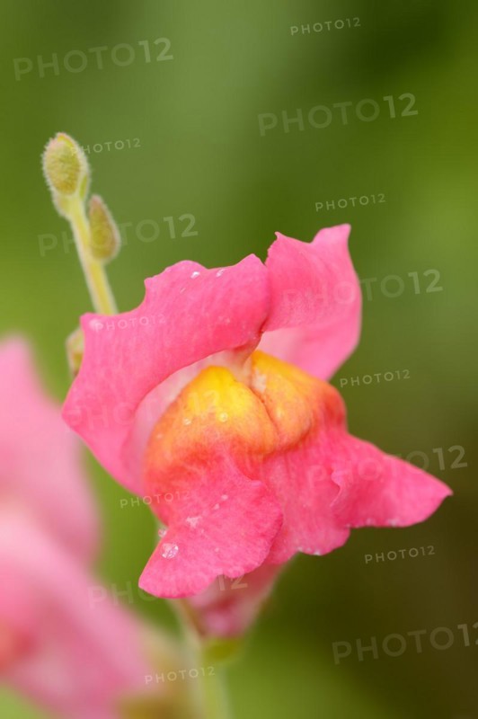 Large snapdragon or garden common snapdragon (Antirrhinum majus), flower, ornamental plant, North Rhine-Westphalia, Germany, Europe