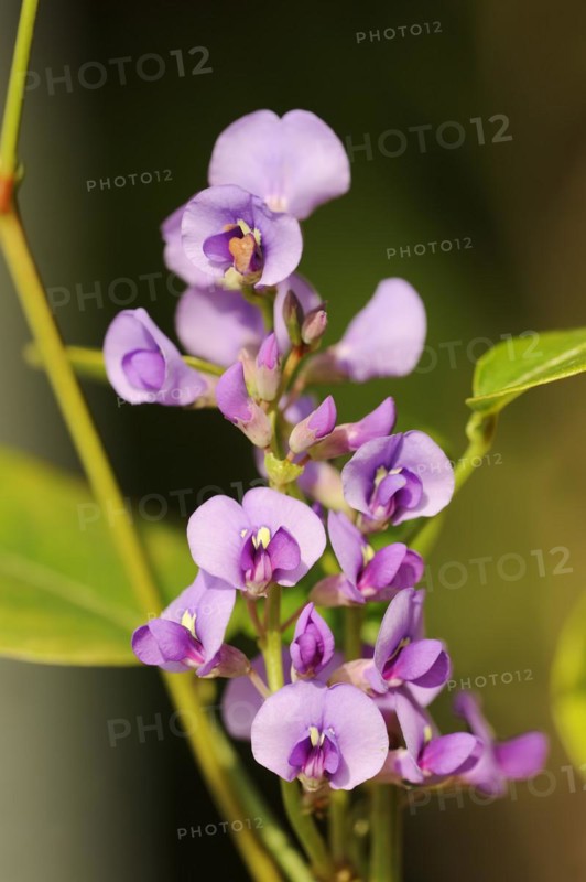 Coral pea or purple coral pea (Hardenbergia violacea), flowers, native to Australia, ornamental plant, North Rhine-Westphalia, Germany, Europe