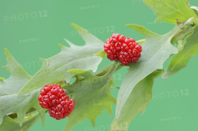 Strawberry spinach (Chenopodium foliosum, Blitum virgatum), fruit, vegetable and ornamental plant, North Rhine-Westphalia, Germany, Europe