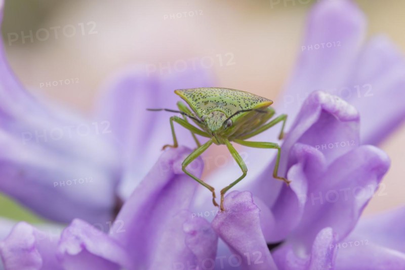 Hawthorn shieldbug (Acanthosoma haemorrhoidale) adult on a garden Hyacinth flower in spring, England, United Kingdom, Europe