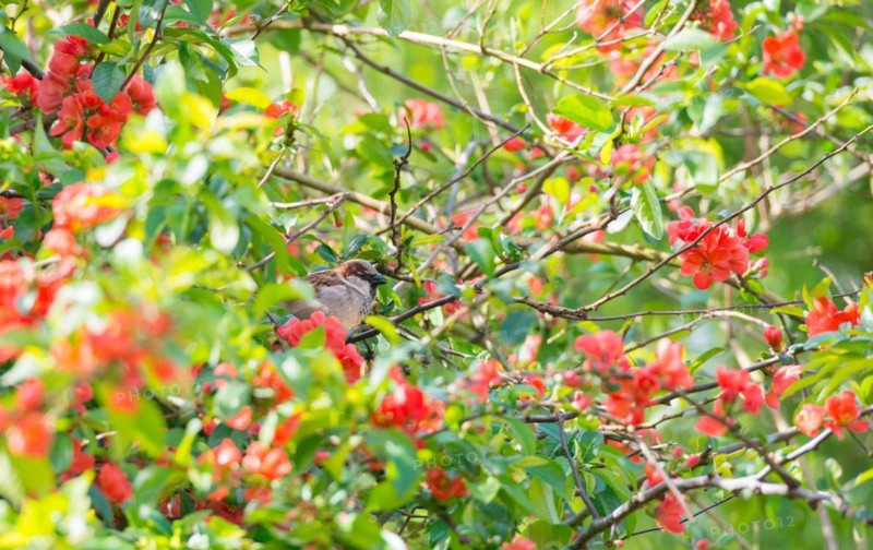 House sparrow (Passer domesticus) or sparrow or house sparrow, male, sitting on a branch of a japanese quince (Chaenomeles speciosa) (syn.: Chaenomeles lagenaria) or tall ornamental quince, between branches with bright red flowers and fresh green leaves, spring, sunny day, Allertal, Lower Saxony, Germany, Europe