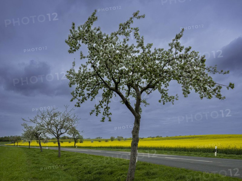 Flowering apple trees along a road, avenue, rape field, field with rape (Brassica napus), Cremlingen, Lower Saxony, Germany, Europe