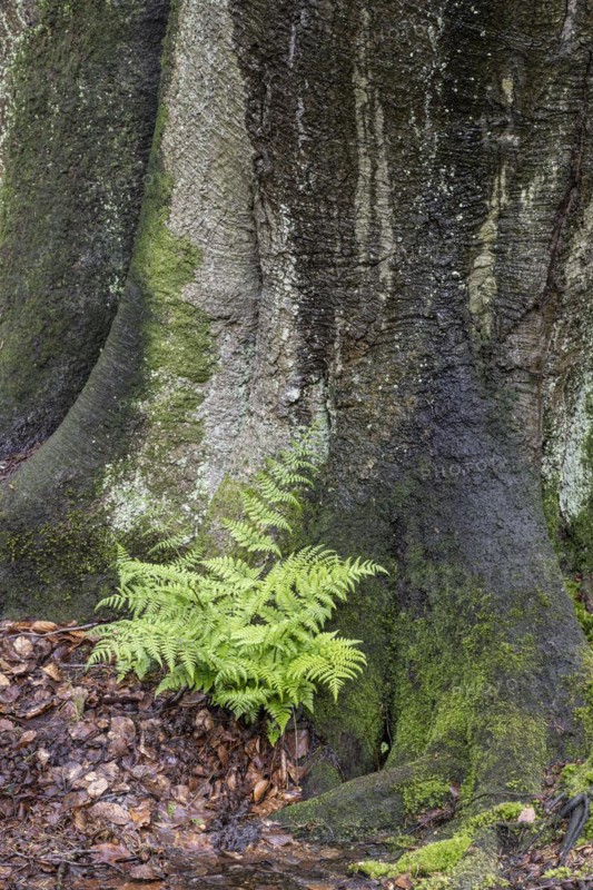 Lady fern (Athyrium filix-femina) at the foot of a copper beech (Fagus sylvatica), Emsland, Lower Saxony, Germany, Europe