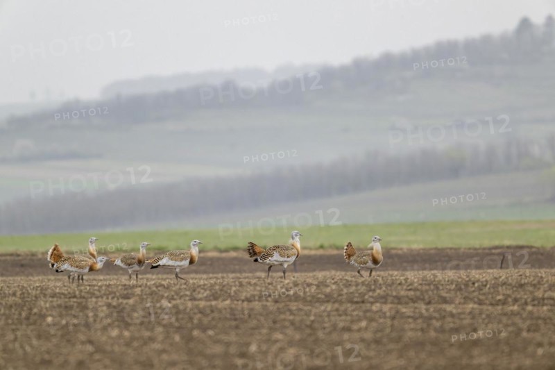 Several great bustards (Otis tarda) in a field, cockerels, Lower Austria, Austria, Europe