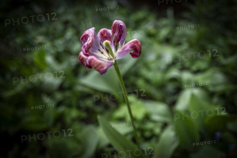 Pistil and stamens in a tulip calyx, fading tulip (Tulipa), Stuttgart, Baden-Wuerttemberg, Germany, Europe