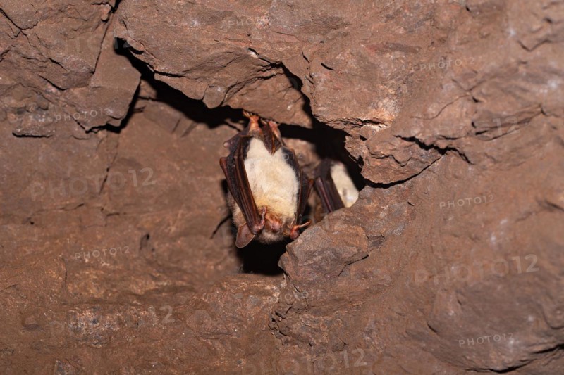Greater mouse-eared bat (Myotis myotis), hibernating in a cave, North Rhine-Westphalia, Germany, Europe