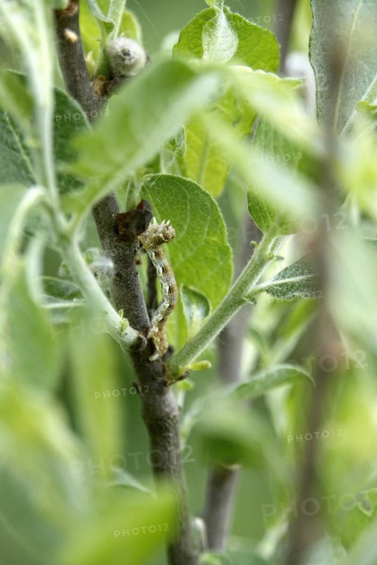 Mottled umber (Erannis defoliaria), caterpillar, spring, Germany, Europe
