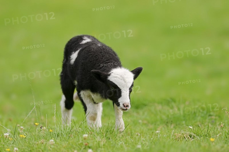 Jacob sheep (Ovis ammon f. aries), lamb, Lower Saxony Germany