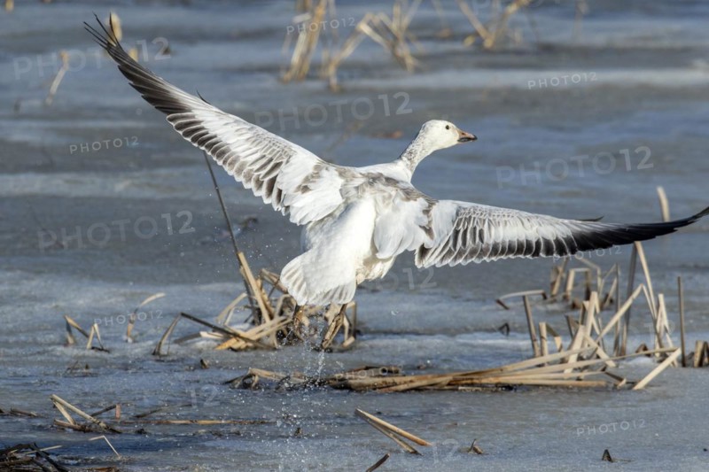 Snow goose (Anser caerulescens), juvenile taking off on a frozen marsh, lac Saint-Pierre biosphere reserve, province of Quebec, Canada, North America