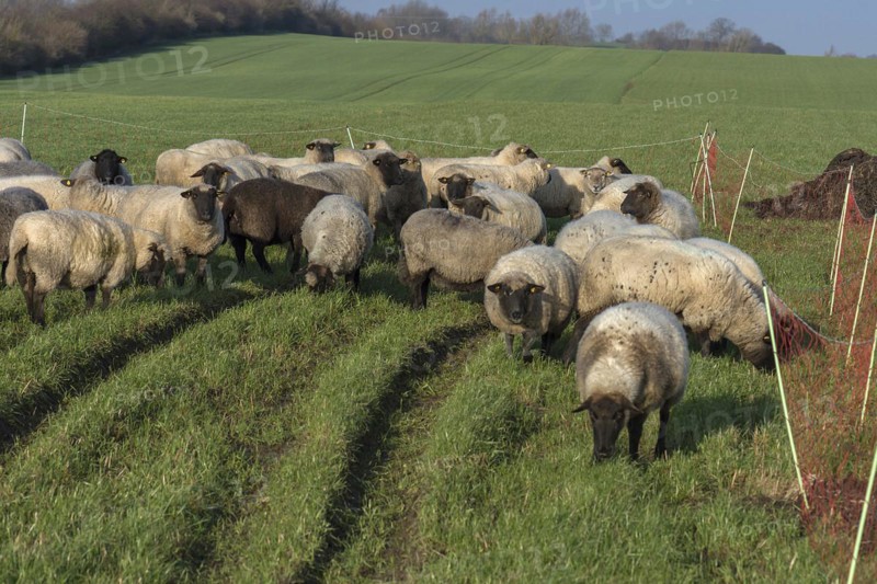 Black-headed domestic sheep (Ovis gmelini aries) on pasture, Mecklenburg-Western Pomerania, Germany, Europe
