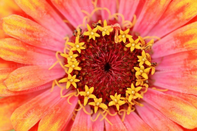 Zinnia 'Sombrero' (Zinnia elegans, Zinnia violacea), detail of flower, ornamental plant, North Rhine-Westphalia, Germany, Europe