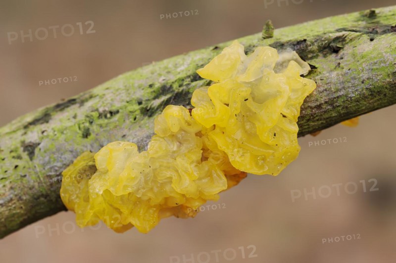 Yellow brain (Tremella mesenterica), North Rhine-Westphalia, Germany, Europe