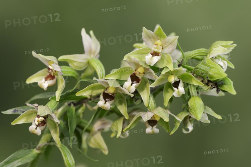 Broad-leaved helleborine or broad-leaved marsh orchid (Epipactis helleborine), flowers, North Rhine-Westphalia, Germany, Europe