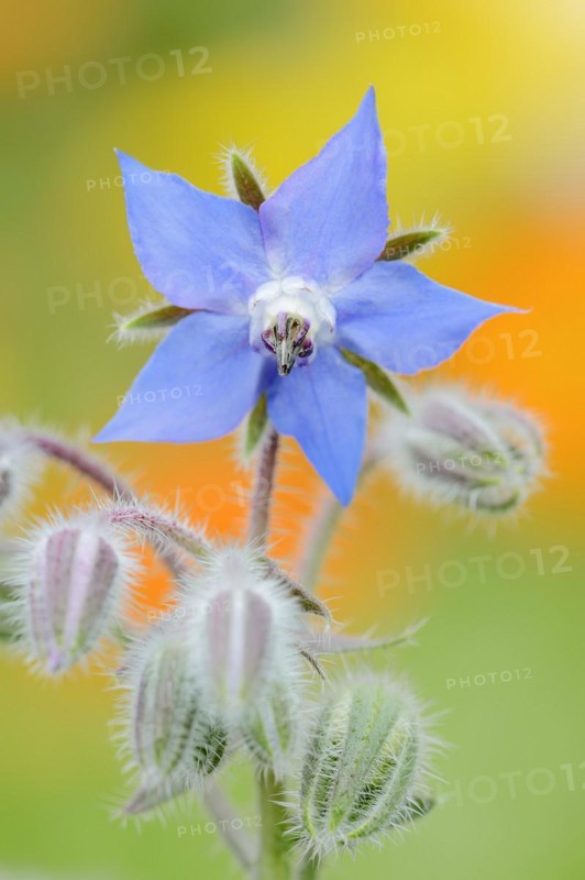 Borage or borage (Borago officinalis), flower, North Rhine-Westphalia, Germany, Europe