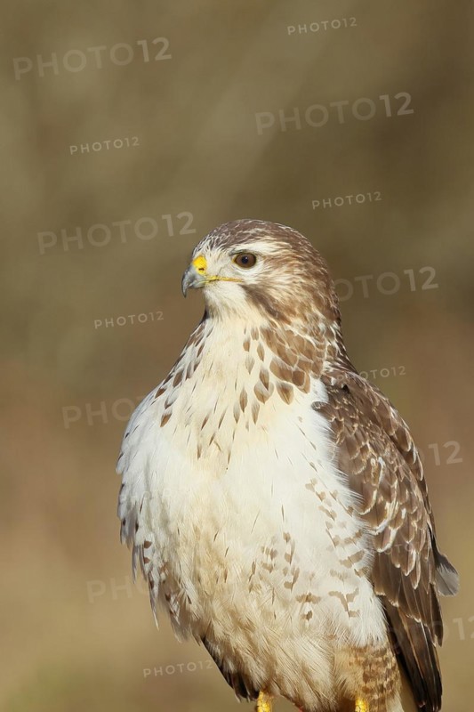 Steppe buzzard (buteo buteo), light-coloured variant, light morph, side view, animal portrait, wildlife, North Rhine-Westphalia, Germany, Europe