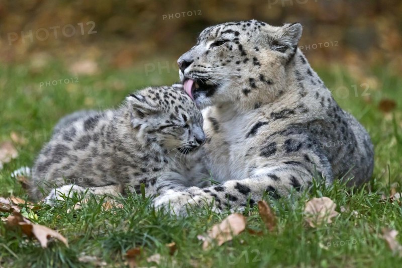 A snow leopard grooming its young with recognisable tenderness, snow leopard, (Uncia uncia), young