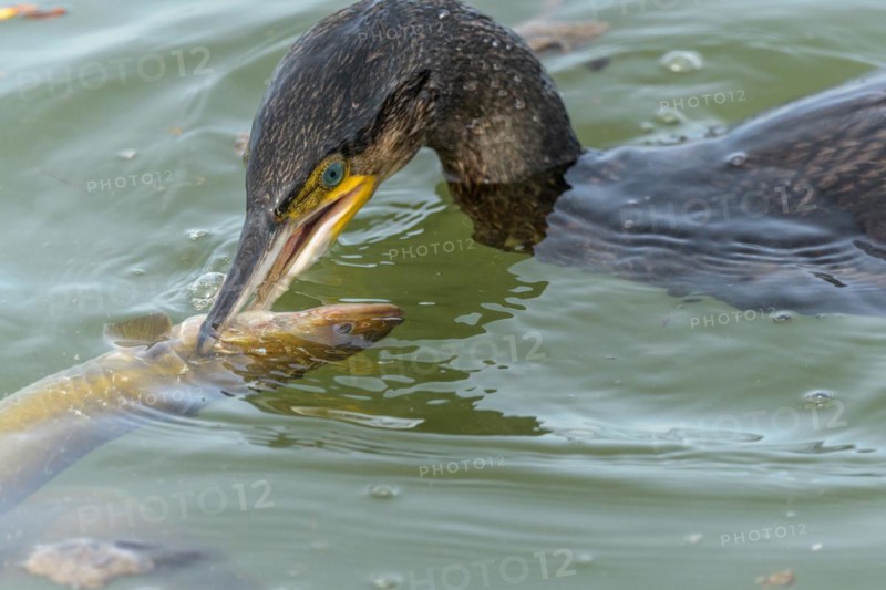 A large eel tries to escape from a large great cormorant (Phalacrocorax carbo)