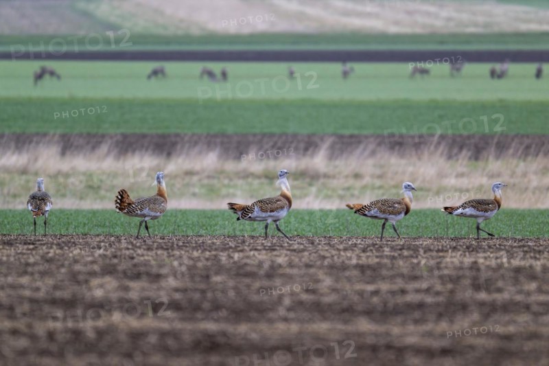 Several great bustards (Otis tarda) in a field, cockerels, Lower Austria, Austria, Europe