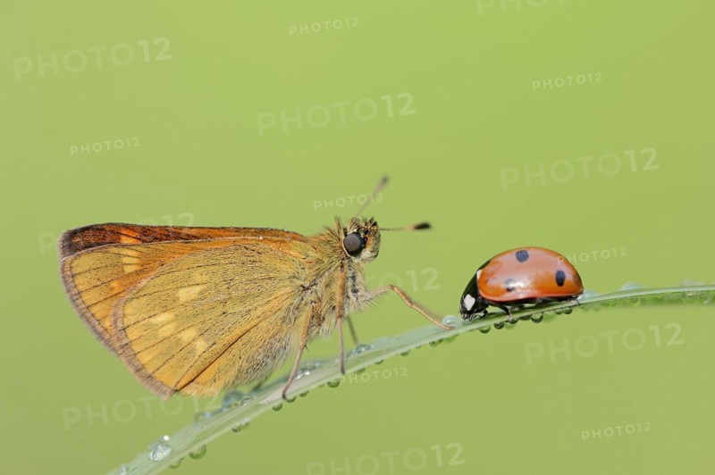 Rusty-coloured butterfly (Ochlodes sylvanus, Augiades sylvanus) and seven-spott ladybird (Coccinella septempunctata), North Rhine-Westphalia, Germany, Europe