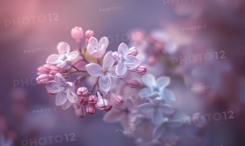 Close-up of lilac blossoms in a garden AI generated