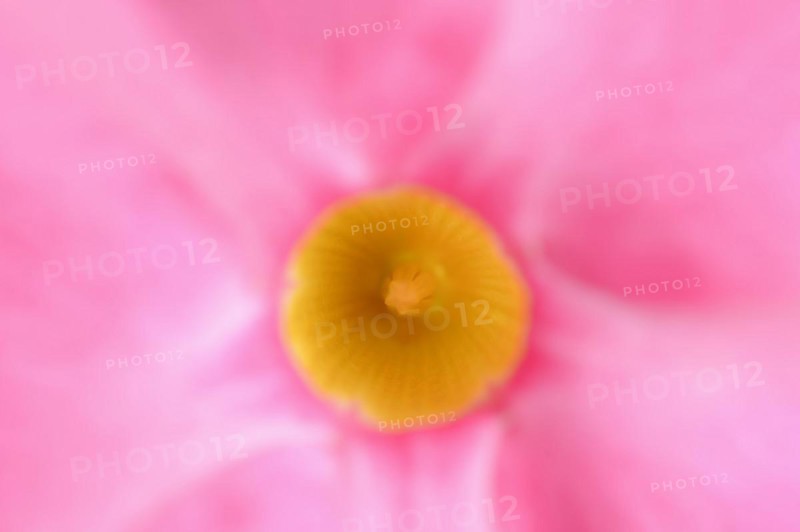 Mandevilla (Dipladenia sanderi, Mandevilla sanderi), detail of flower, ornamental plant, North Rhine-Westphalia, Germany, Europe