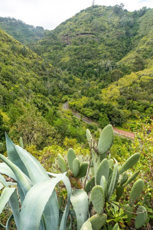 Beautiful view from above of the Laurisilva forest of Los tilos de Moya, Gran Canaria